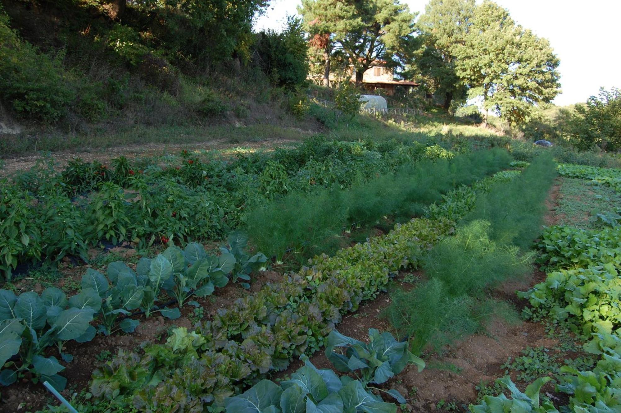Bio Agriturismo Aia Del Tufo Sorano  Buitenkant foto